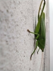 Neoconocephalus brevis