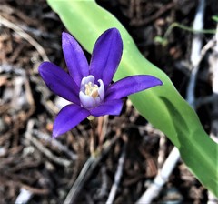 Brodiaea stellaris