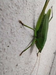 Neoconocephalus brevis