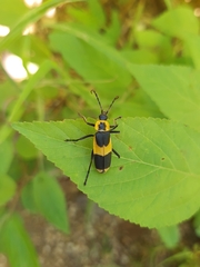 Chauliognathus distinguendus