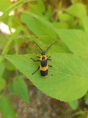 Chauliognathus distinguendus