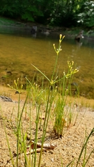 Juncus pelocarpus