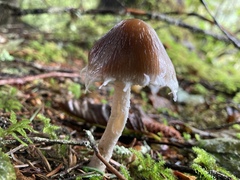 Psathyrella frustulenta