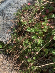 Heuchera parishii