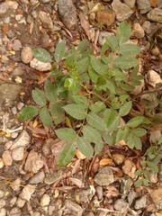 Astronium graveolens