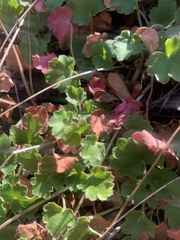 Heuchera parishii
