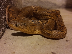 Trimorphodon biscutatus