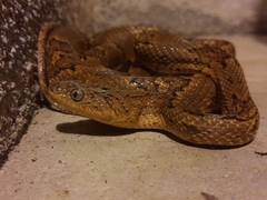 Trimorphodon biscutatus