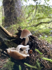 Psathyrella frustulenta