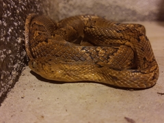 Trimorphodon biscutatus