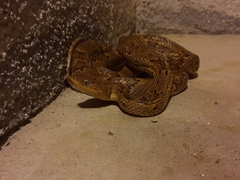 Trimorphodon biscutatus