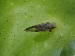 Diaphorina citri