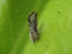 Diaphorina citri