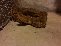 Trimorphodon biscutatus