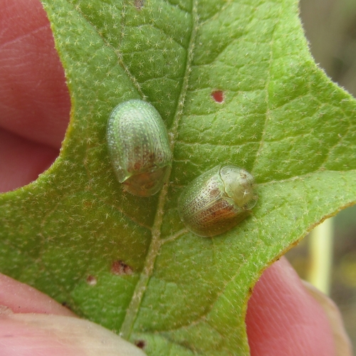 Eggplant Tortoise Beetle