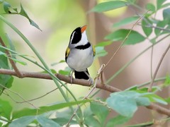 Arremon flavirostris