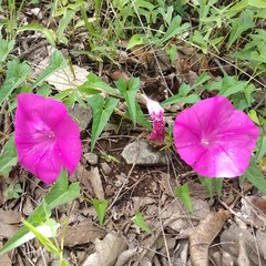 Ipomoea elongata