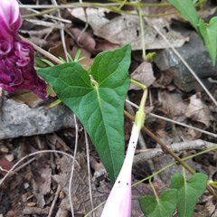 Ipomoea elongata
