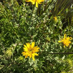 Grindelia inuloides