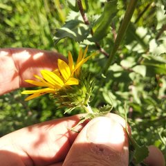 Grindelia inuloides