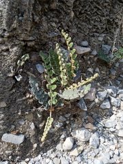 Astrolepis cochisensis