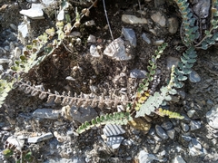 Astrolepis cochisensis