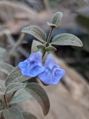 Scutellaria tuberosa