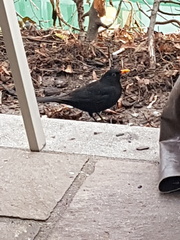 Turdus merula