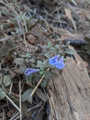 Scutellaria tuberosa