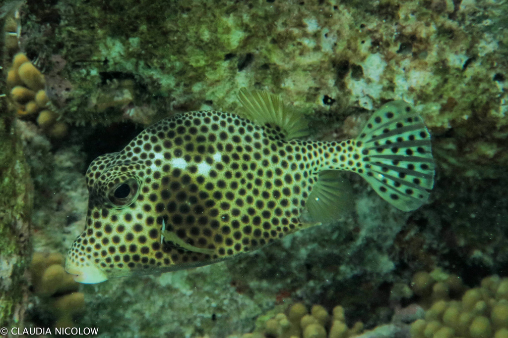 Spotted Trunkfish (Lactophrys bicaudalis) - Marine Life Identification