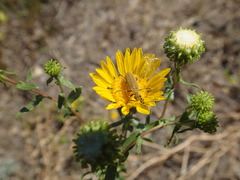 Epicauta ferruginea