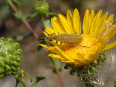 Epicauta ferruginea