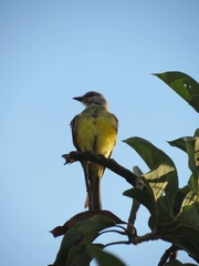 Tyrannus melancholicus