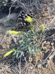 Silene parishii