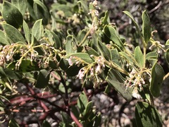 Arctostaphylos hispidula