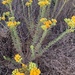 Arbusto Dorado - Photo (c) hovie, algunos derechos reservados (CC BY-NC)