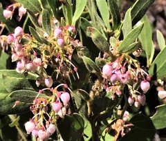 Arctostaphylos hispidula
