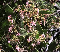 Arctostaphylos hispidula