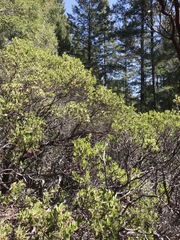 Arctostaphylos hispidula