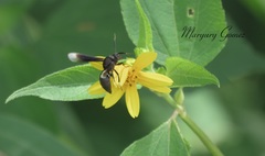 Myrmecopsis strigosa