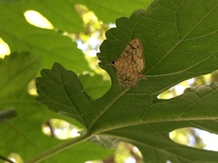 Haritalodes derogata