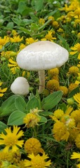 Zhuliangomyces