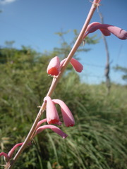 Polianthes zapopanensis