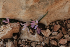 Colchicum hungaricum