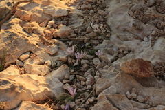 Colchicum hungaricum