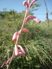 Polianthes zapopanensis