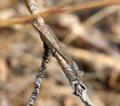 Argia emma