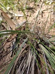 Lomandra multiflora dura
