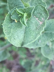 Heterotheca subaxillaris subaxillaris