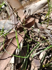 Lomandra multiflora dura